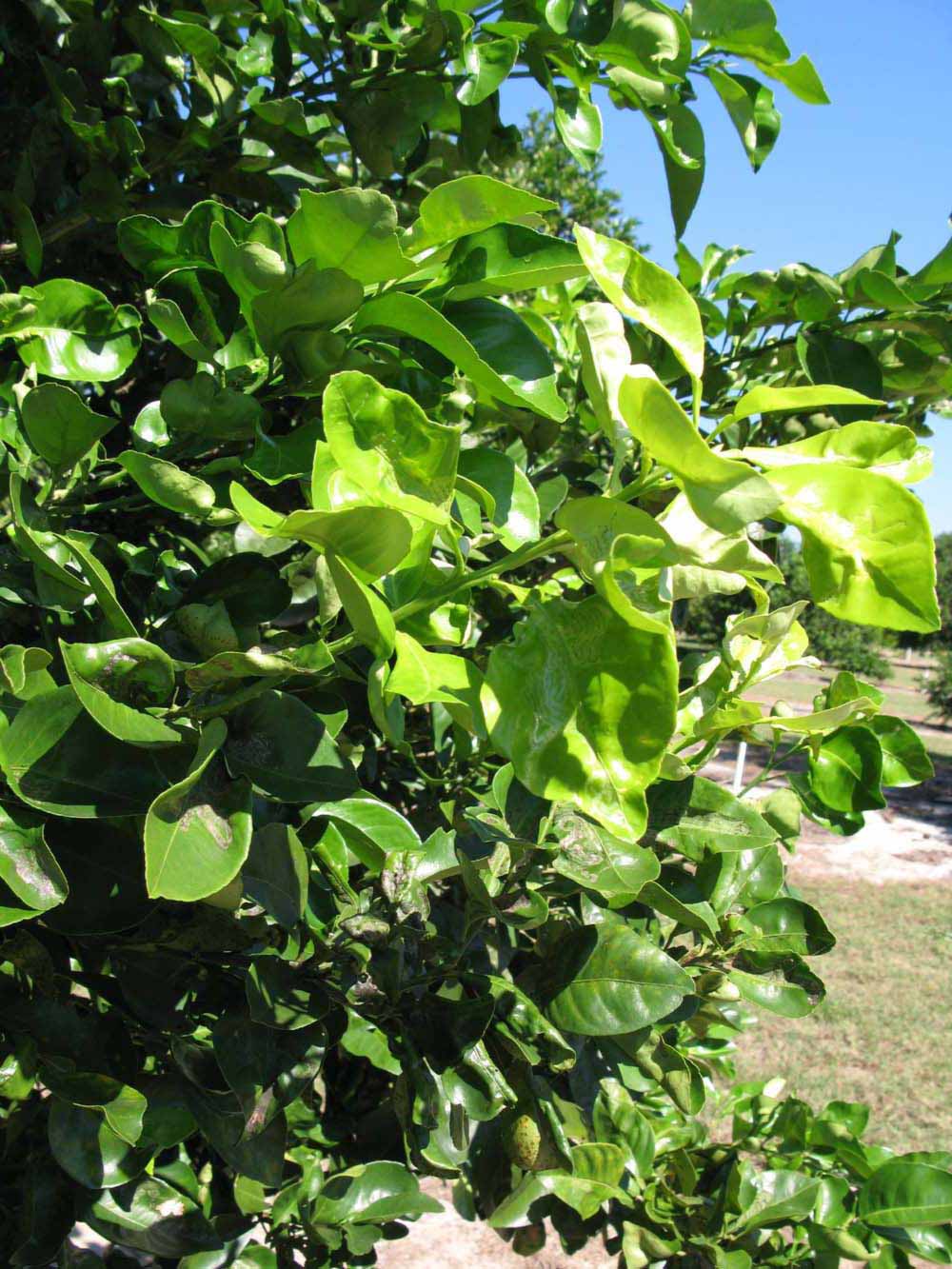              Sun leaves (Winter Haven, FL)       